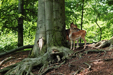 Red Stag in Dresden germany