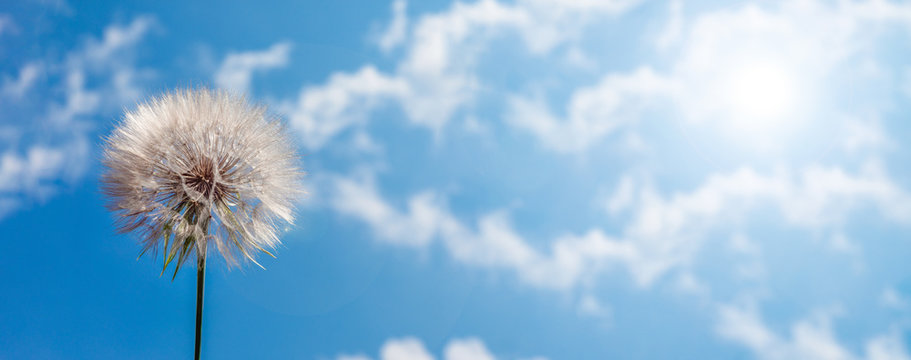big white dandelion against the blue sky, panoramic image