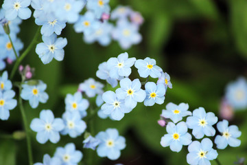 Forget me nots flowers in closeup.