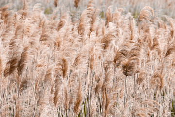 Fototapeta premium Lake Shore. Coastal plants, texture, reed, pattern. Brown color.