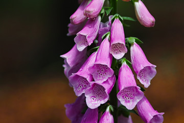 Close up of digitalis purpurea flower