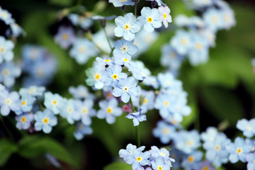 Forget me nots flowers in closeup.