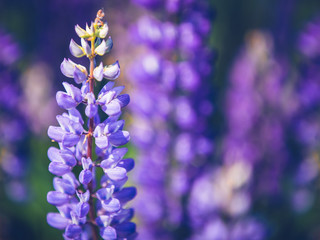 Lupine field. Lupins close up. A bouquet of summer flowers. Purple lupine, sunny day. copy space