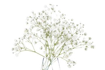 Obraz premium Gypsophila flowers in glass vase isolated on white background