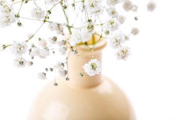 Gypsophila flowers in vase on white background
