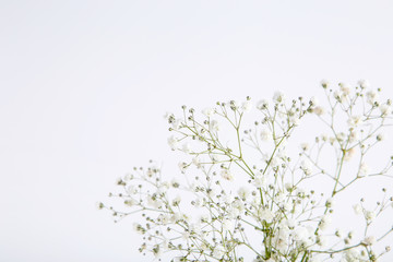 White gypsophila flowers on grey background