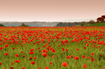 beautiful field of red poppies in a field of wheat at sunset in Tuscany near Monteroni d'Arbia (Siena). Italy.