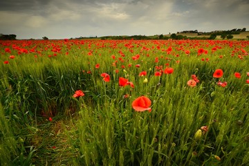 spectacular field of red poppies in a wheat field with cloudy sky in Tuscany near Monteroni d'Arbia (Siena). Italy.