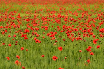 field of red poppies in a field of wheat in Tuscany near Monteroni d'Arbia (Siena). Italy.