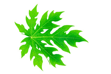 Papaya green leaf