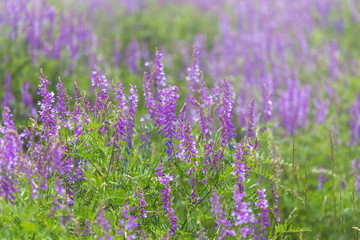 Peas mouse flowers or Vicia cracca or bird, blue or boreal vetch, selective focus, closeup. Lilac floral background.