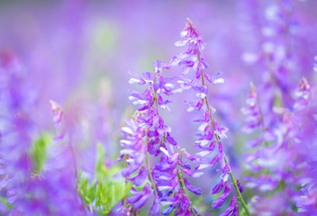 Peas mouse flowers or Vicia cracca or bird, blue or boreal vetch, selective focus, closeup. Lilac...