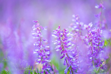Obraz premium Peas mouse flowers or Vicia cracca or bird, blue or boreal vetch, selective focus, closeup. Lilac floral background.