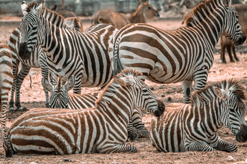 Fototapeta na wymiar Zebras resting in the on pasture. Closeup shot with soft focus background