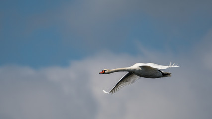 Isolated close up of Mute Swan flying across clear sky- Danube Delta Romania