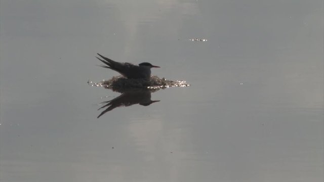 Common Tern incubating on nest, Atlit, Israel