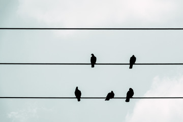 Pigeons sitting on power lines over clear sky