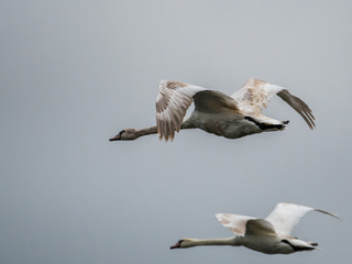 Isolated close up of Mute Swan flying across clear sky- Danube Delta Romania