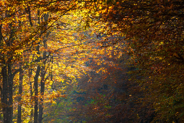 The plateau of Cansiglio