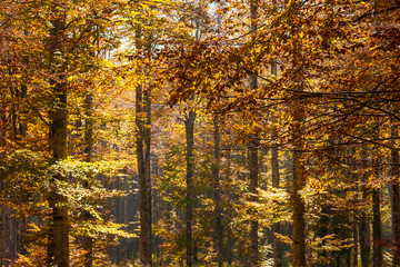 Obraz premium The plateau of Cansiglio