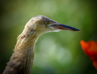 Closeup Portrait of Baby Heron