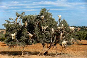 Goats in the argan trees of Morocco