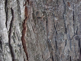 tree bark