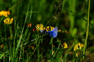 motyle i kwiaty,łąka