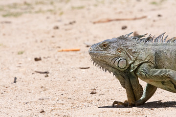 iguana in the dessert