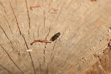 La mouche des bois