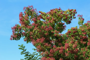 Früchte des Bienenbaumes, Tetradium daniellii