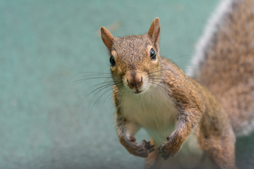 Squirrel searching for a nut