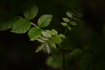 A l'orée des bois 01