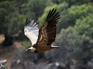 buitre leonado