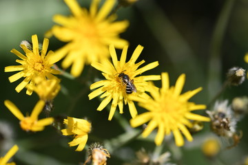Fleurs et abeille