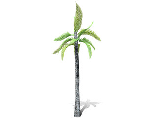Obraz premium 3D rendering - A tall palm tree isolated over a white background. Suitable for use in architectural design or Decoration work. Used with natural articles both on print and website, 3D illustration. 