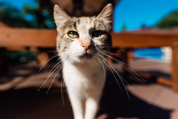 portrait of beautiful cat close up outdoors