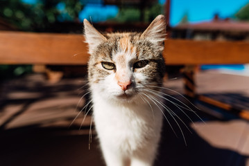 portrait of beautiful cat close up outdoors