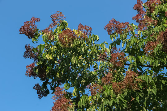 Fr&uuml;chte des Bienenbaumes, Tetradium daniellii