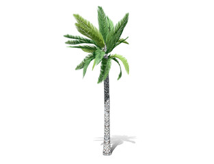 3D rendering - A tall palm tree  isolated over a white background. Suitable for use in architectural design or Decoration work. Used with natural articles both on print and website, 3D illustration. 