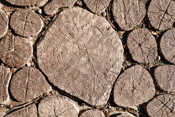 Stump wooden texture and background
