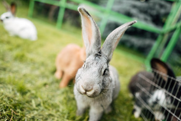 Rabbit in farm cage or hutch. Breeding rabbits concept