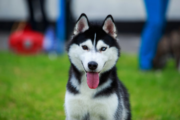 Dog breed Siberian husky
