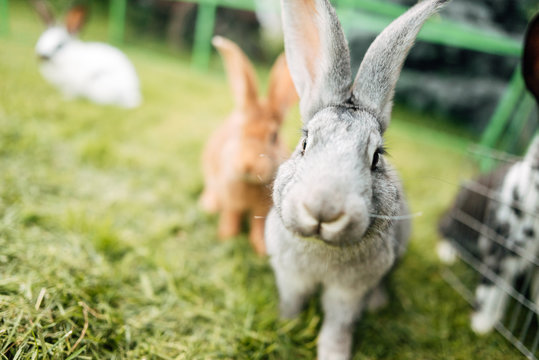Rabbit in farm cage or hutch. Breeding rabbits concept