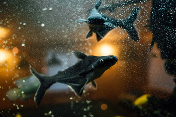 Tropical fish swims in the water of the aquarium. Beautiful background of the underwater world.