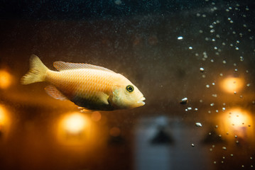 Tropical fish swims in the water of the aquarium. Beautiful background of the underwater world.