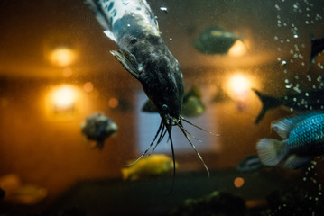 Tropical fish swims in the water of the aquarium. Beautiful background of the underwater world.