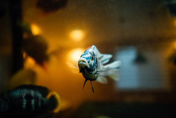 Tropical fish swims in the water of the aquarium. Beautiful background of the underwater world.