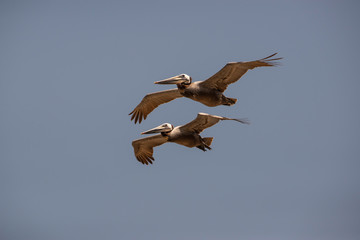 California Brown Pelican Soars at Torrey Pines
