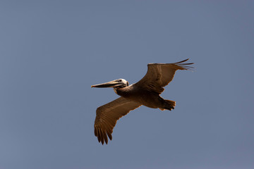 California Brown Pelican Soars at Torrey Pines